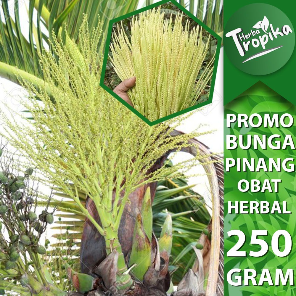 

Bunga Pohon Pinang Segar 250 gram calon buah toko herba tropika