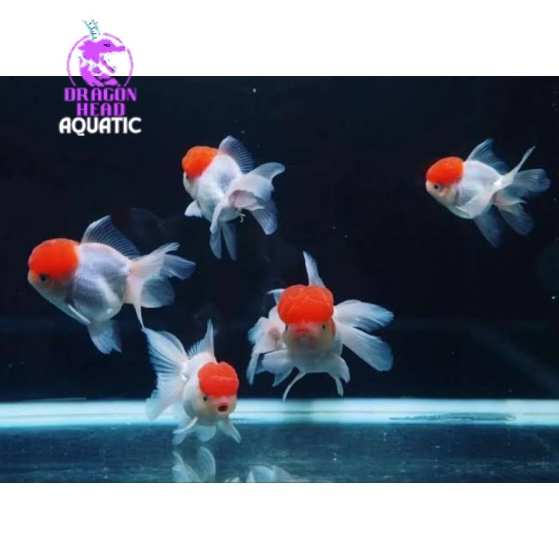 koki Oranda red cup hiasan aquarium 7-9 cm