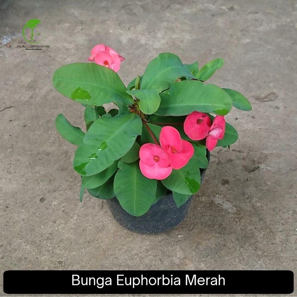 Tanaman hias bunga euphorbia - Pohon bunga euphorbia merah