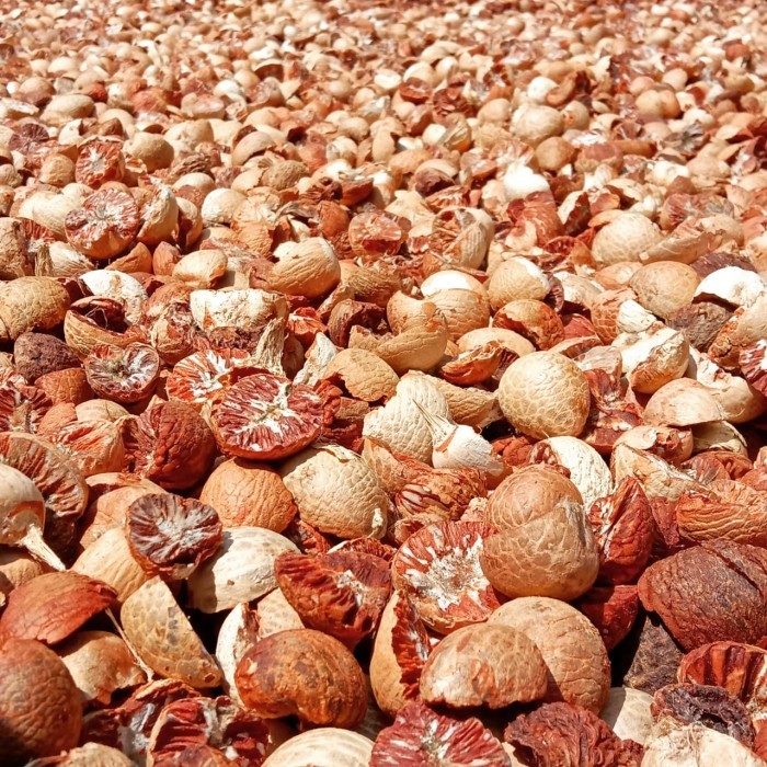 

KUKURING Pinang kering belah dua 1kg kualitas super