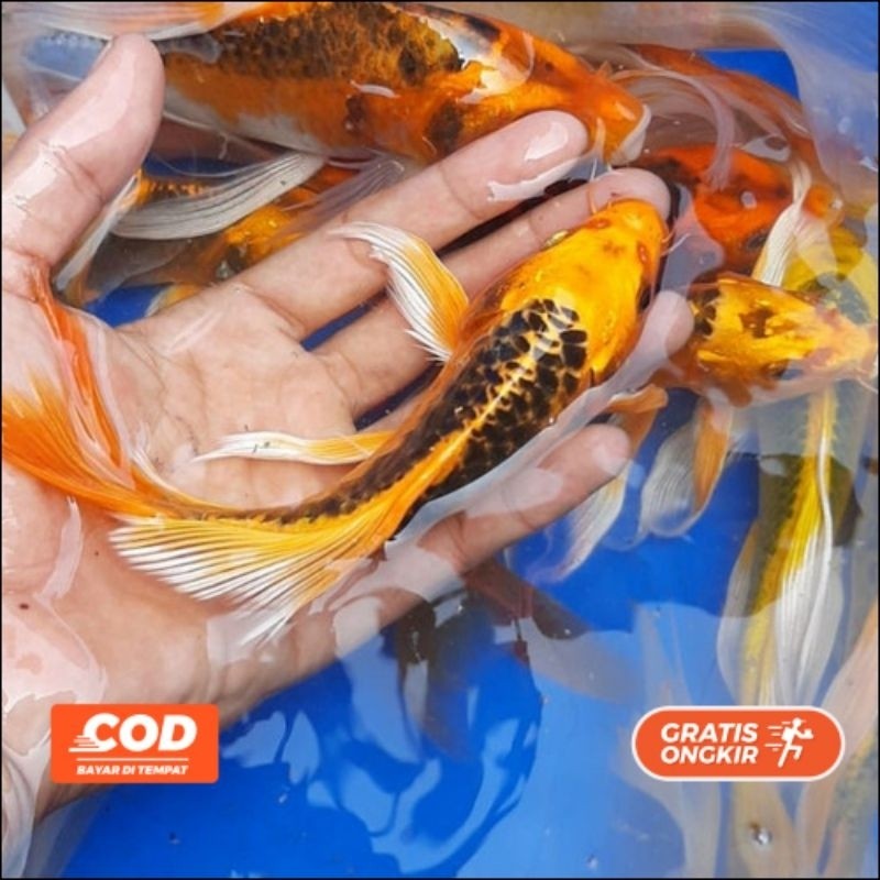 Hiasan Koi Metalik Slayer Kumpai 7-10cm isi 5 Ekor