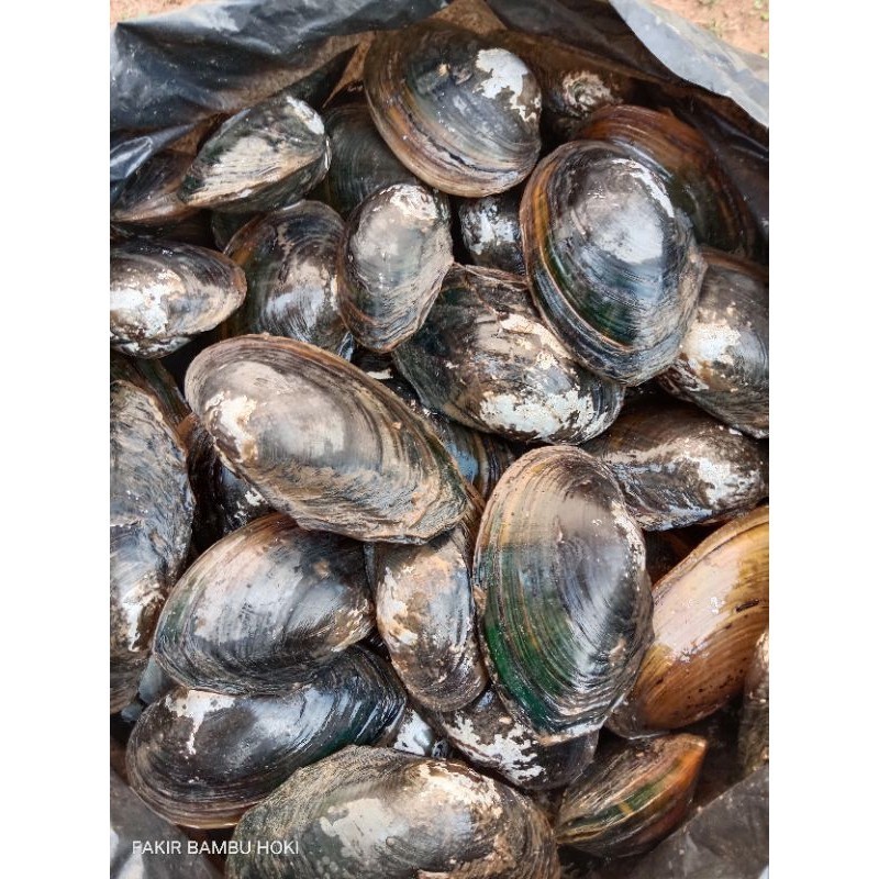 

KERANG SAWAH SIAP MASAK MENTAH DIKIRIM BESERTA CANGKANGNYA new