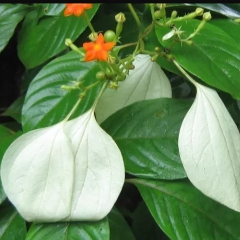 

daun kingkilaban segar obat herbal Herbal COD