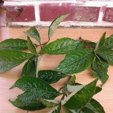 

Daun pecah beling - daun keji beling hijau segar 1 kg 123 COD