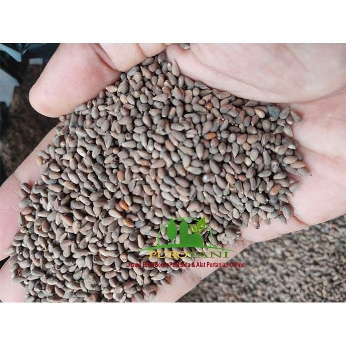 Ready boss biji balsa.atau biji kayu balsa 10 gr