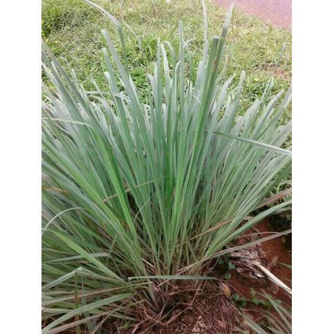 

Sereh Segar - sereh masak atau sereh hijau 1kg Azzahra_23