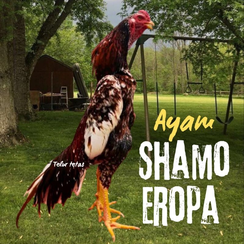 

telur ayam shamo eropa ori petarung bisa untuk di tetaskan