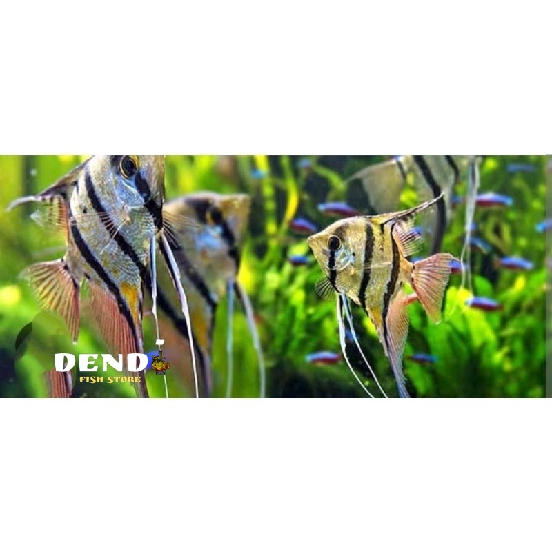 Ikan hias manfish altum size M enjel fis