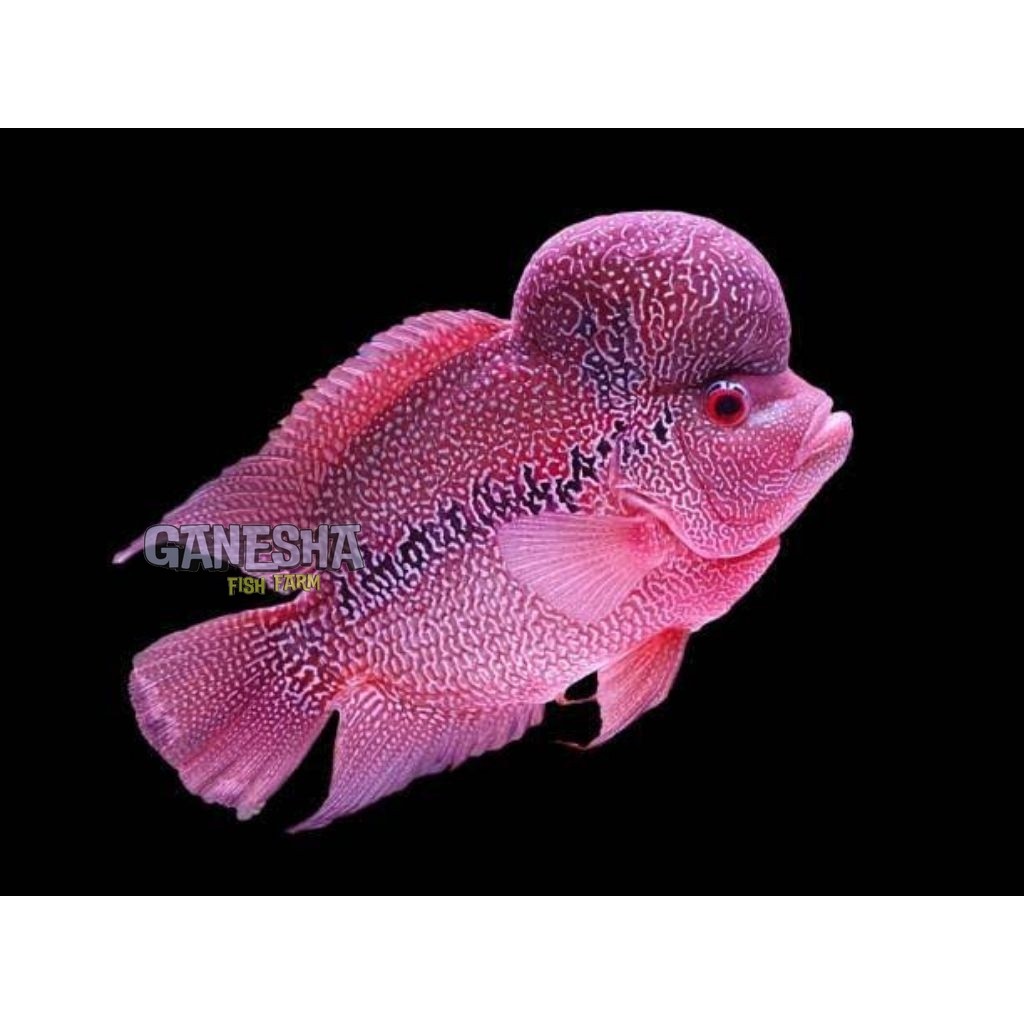 

Stiker louhan cencu ukuran 3-4cm sortiran keras pilihan