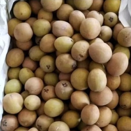 

AHS - Buah Sawo Madu Super Manis – Rasa Alami, Segar, dan Lembut