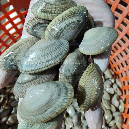 

Kerang Batik Segar 1Kg Kerang Batik Utuh