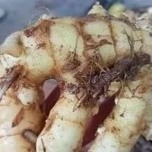 

Kunyit Putih Alami: Meningkatkan Kekebalan Tubuh Secara Tradisional Dengan hasil yang maksimal