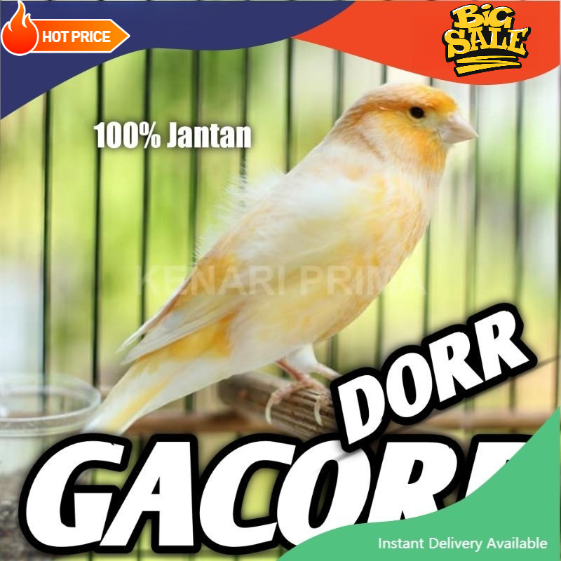 Burung Kenari Gacoran Jantan Afs mantap