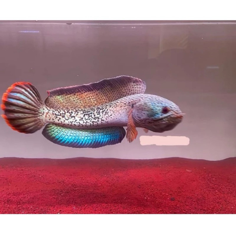 chana Barca calon kontes sirip gondrong 3-6cm