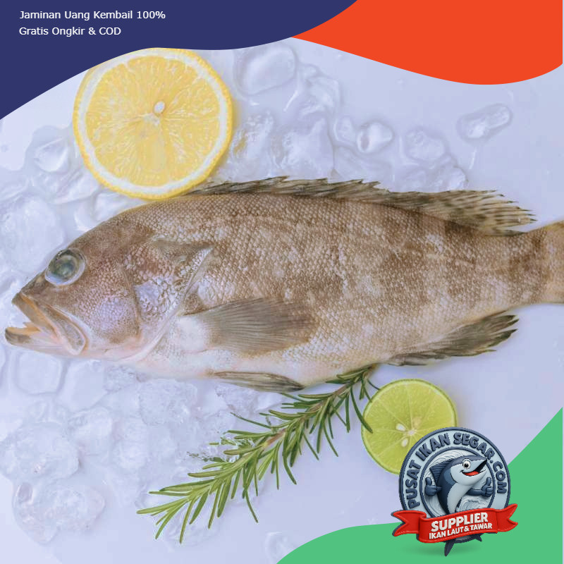 

Ikan Kerapu Laut Segar & Frozen 1kg - Kirim Cepat - Daging Tebal - Tanpa Pengawet - Siap Masak