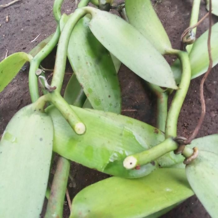 Bibit Vanili Murah/Vanili planifolia/1mtr