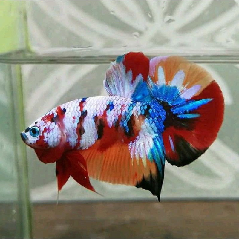 Cupang Fancy Marble anakan bahan kontes