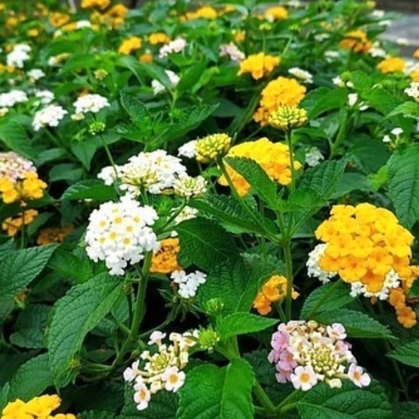 Tanaman hias lantana Tanaman pagar lantana pohon lantana