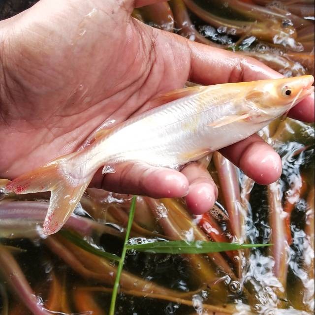 Bibit ikan patin albino 15 cm up