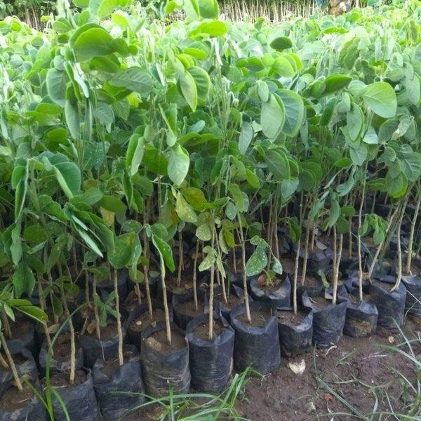 Bibit Pohon Trembesi/ Bibit Tanaman Kayu Trembesi Harga Grosir
