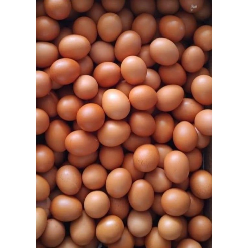 

Telor/Telur Ayam 3 KG Fresh Murah