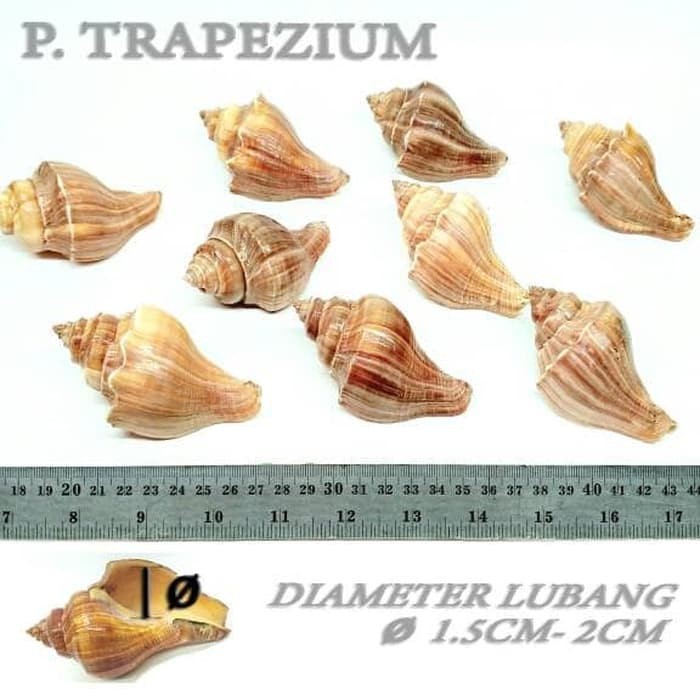 P Trapezium kecil shell cangkang rumah kelomang umang keong pompongan natural shell cangkang asli