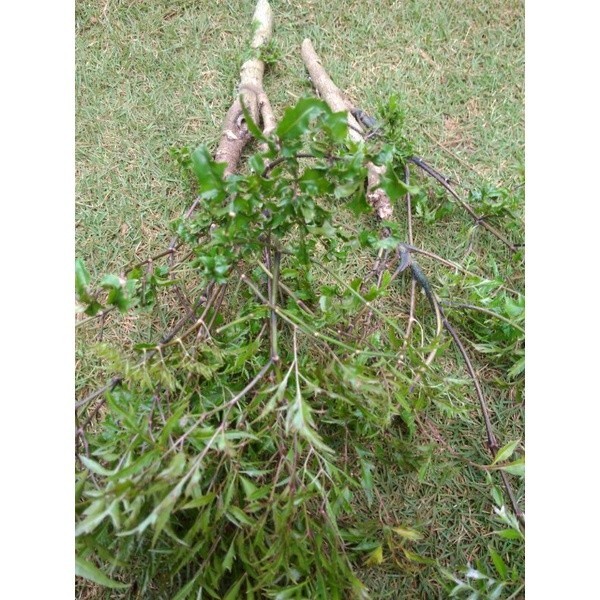 

stek batang daun berlangkas/daun imba