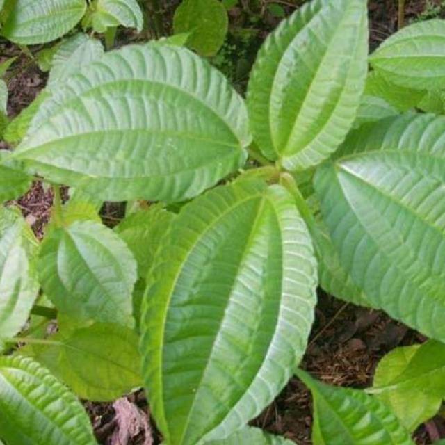 

Daun pohpohan segar (murah) / 500 gram