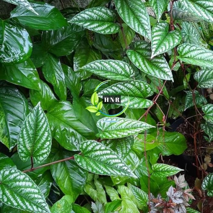 

Herbal Daun Sirih Keraton/50 Lembar