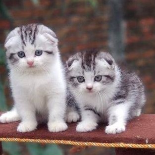 SF Scottish Fold Betina