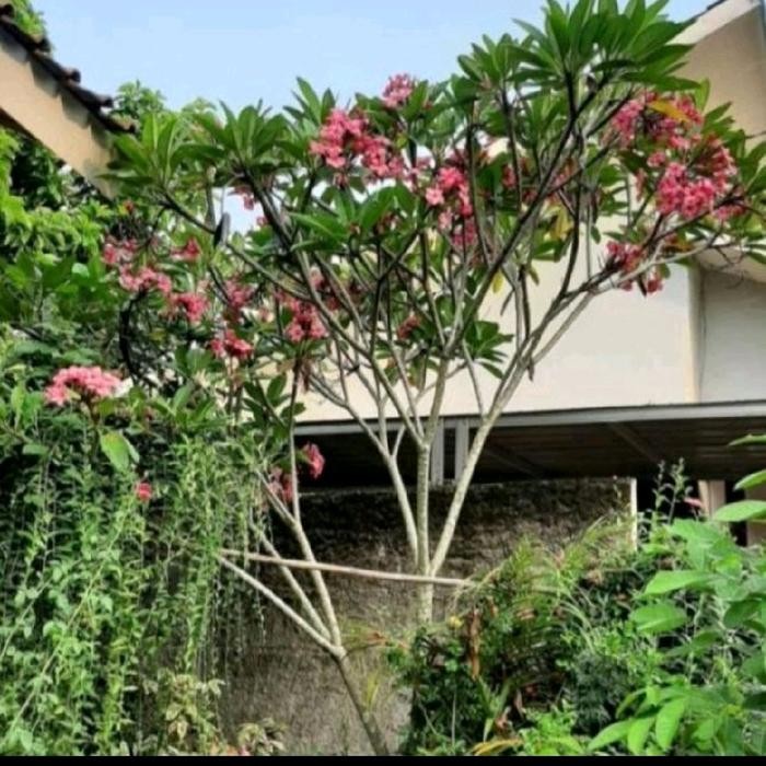 POHON/TANAMAN HIAS KAMBOJA BALI/PLUMERIA SP BUNGA PINK TINGGI 3-4 METER
