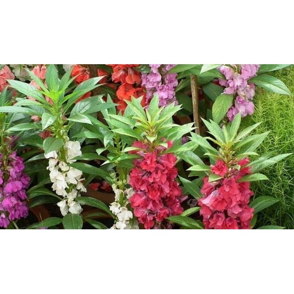 Daun Pacar Cina - Obat Kutil