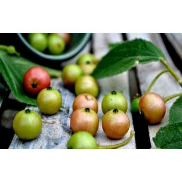 

Buah Kersen - Buah Ceri