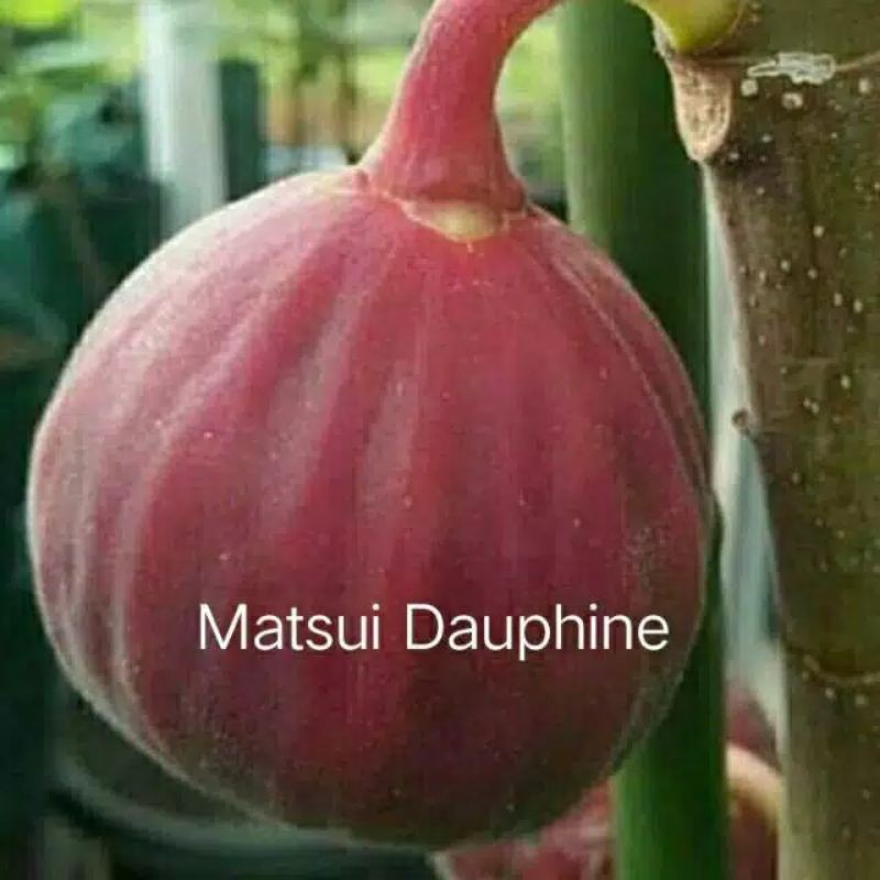 bibit buah tin jenis Matsui Dauphine