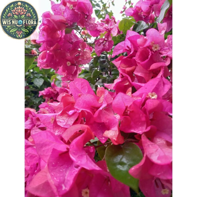 tanaman hias bunga Bougenville// bunga bugenvil/BOUGENVILLE IMPORT/BOUGENVILLE BUNGA KERTAS/BOUGENVI