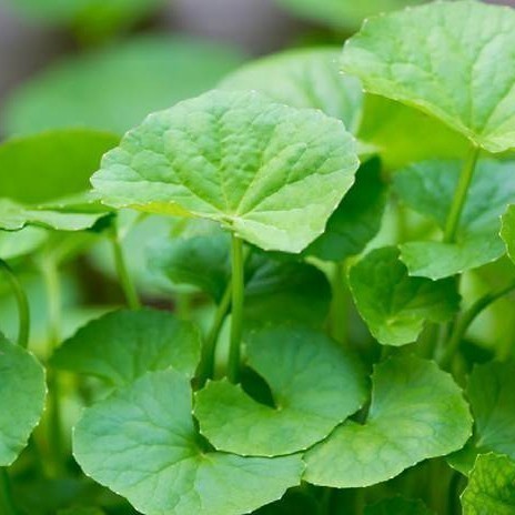 

Promo COD pegagan /antanan segar per 1kg A.S H. Sp