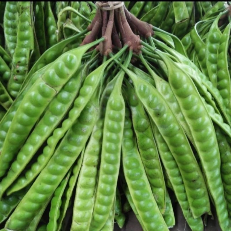 

[NS] Pete segar - Petai lalapan Super grade A