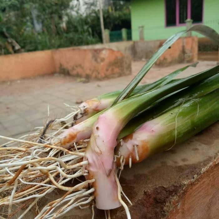 

Daun delinggo atau jaringao segar