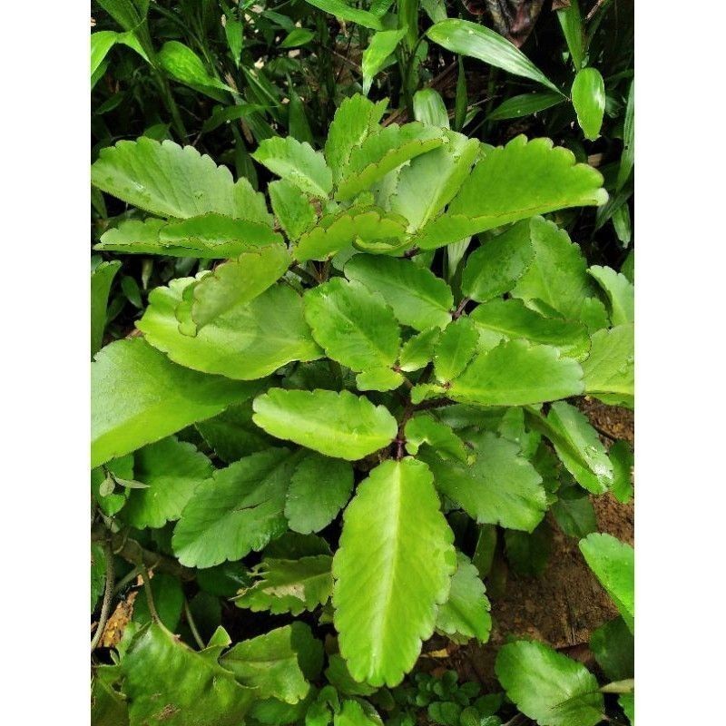 

Promo baru isi 50 lembar daun cocor bebek/daun buntiris segar /fresh langsung petik Berkah_Alam_96