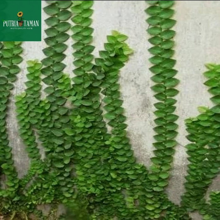 Bibit Tanaman hias dollar daun besar,jumbo/dolar rambat dinding tembok