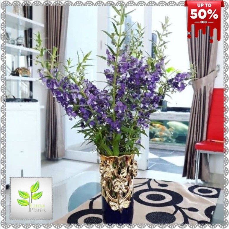 ( BISA COD ) Tanaman Bunga Lavender Asli Pengusir Nyamuk / Tanaman Hias Lavender Bunga Ungu & Putih 