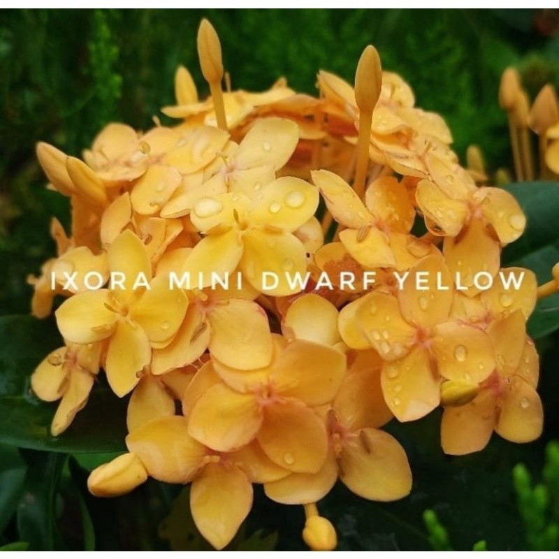 BUNGA ASOKA HAWAI KUNING / ASOKA KUNING DAUN BESAR