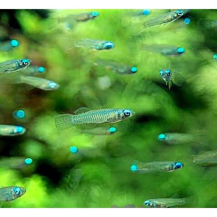 Blue Eye Tetra / Blue Eyes / Mata Biru / Ikan Hias Aquascape