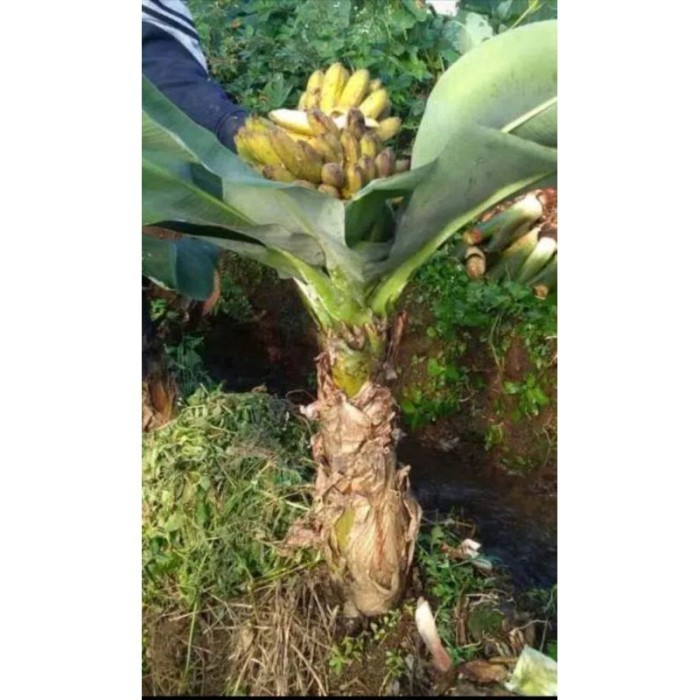 Terlaris Bibit pisang brazil (mini) TERMURAH