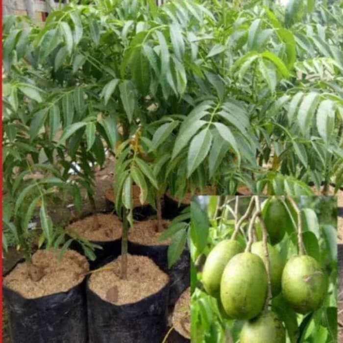 COD Bibit Tanaman Buah Kedondong jumbo Kualitas Unggul