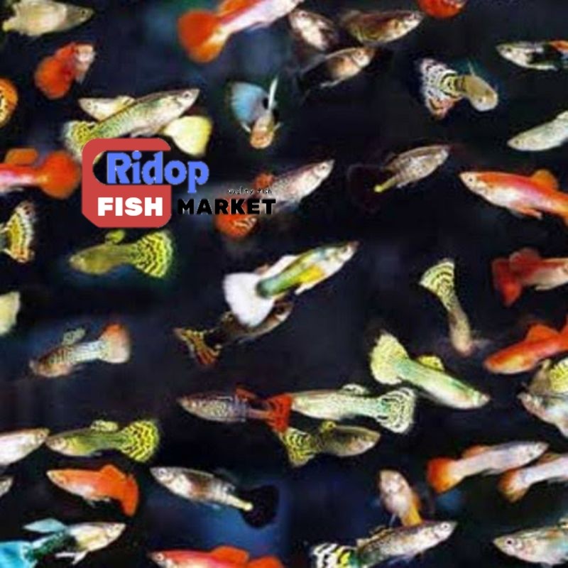 Perlengkapan akuarium ikan hias guppy cendol mix btna isi 15 bonus pakan bergaransi ridop