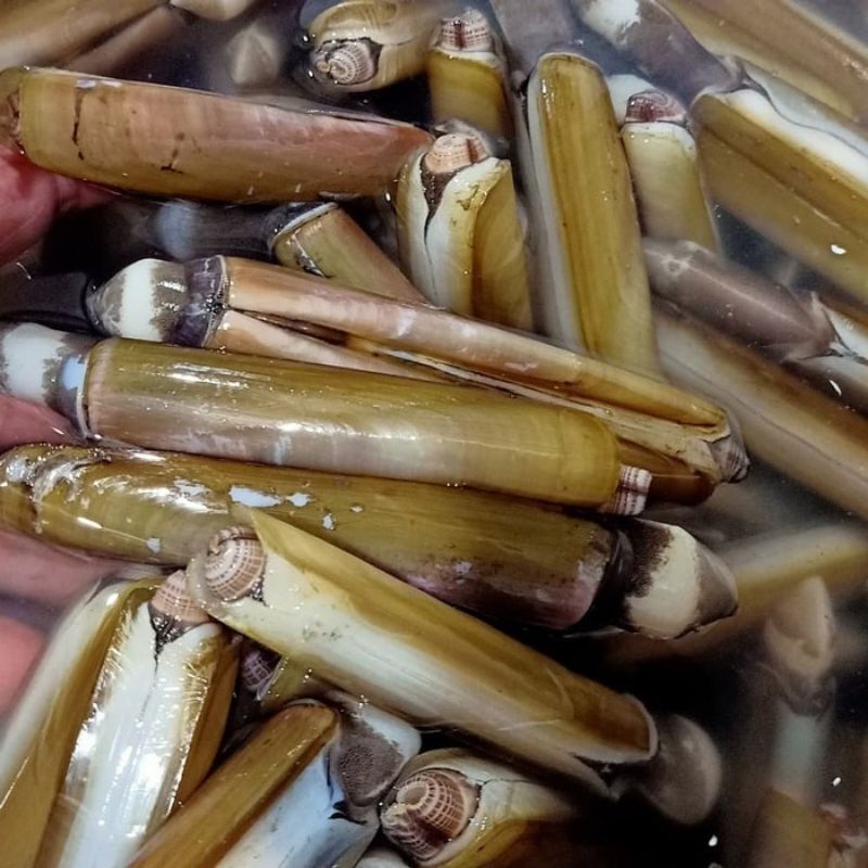 

Kerang Bambu Segar