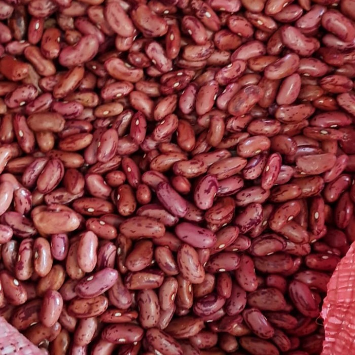 

Kacang Merah Kacang Jogo 1 Kg Ukuran Besar Premium Dijamin FRESH!!!