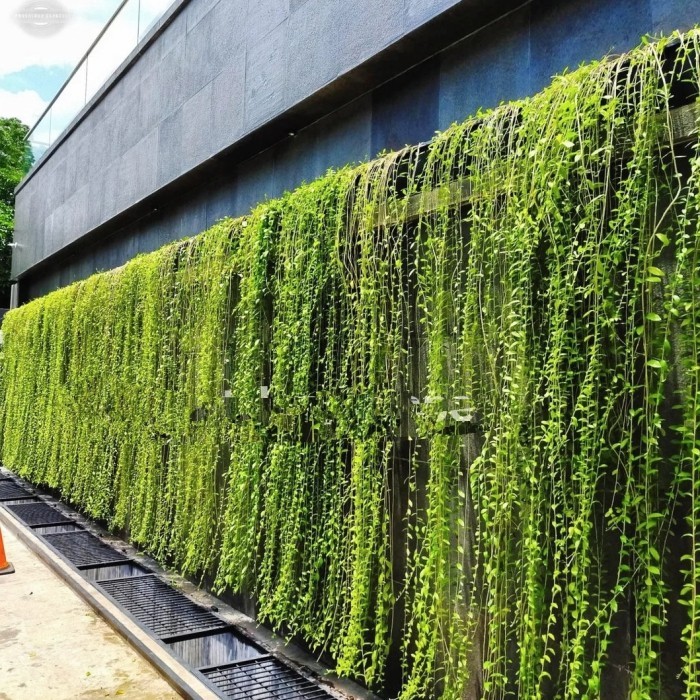 Tanaman rambat Lee Kwan yew Pohon rambat Lee Kwan yew likuanyu