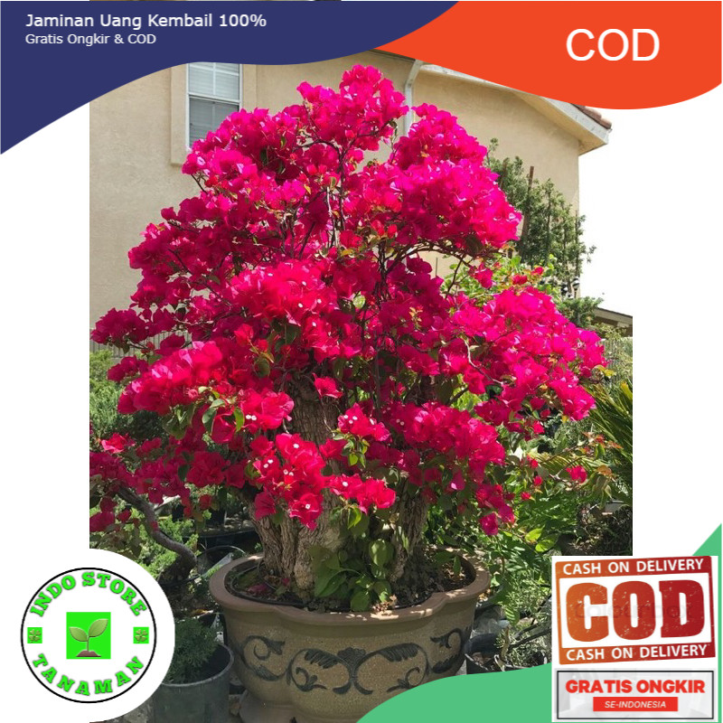 Bunga Bougenville / Kertas Id Merah Mega / Darah Bibit ORI -Tanaman Hidup- Bunga Hidup (COD)